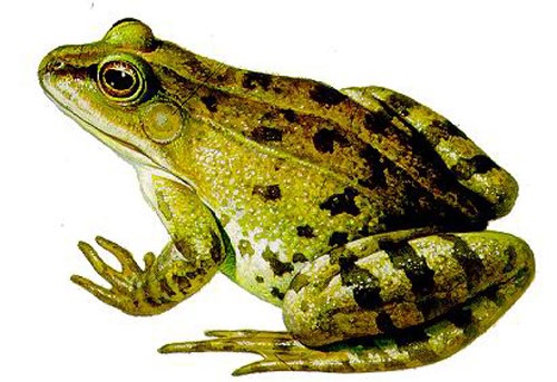 上属於两栖纲,无尾目,蛙科,是我国常见的蛙类,属於国家三级保护动物